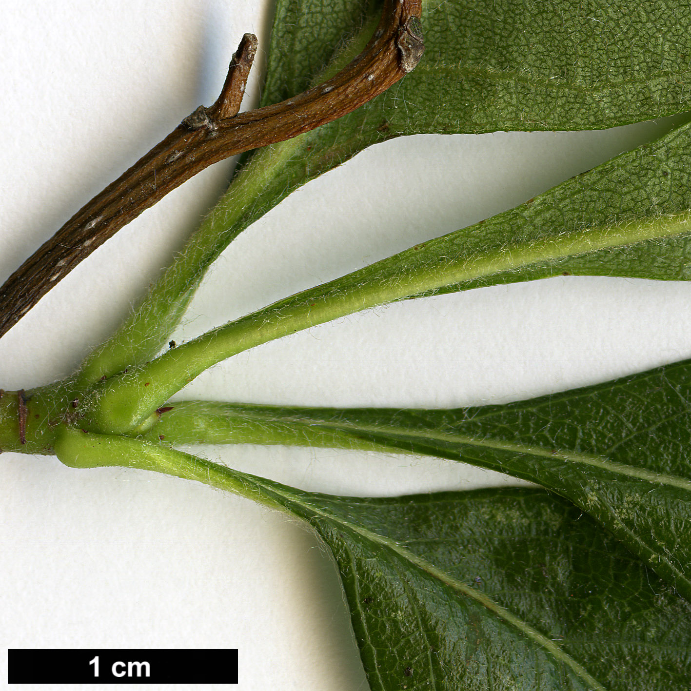 High resolution image: Family: Rosaceae - Genus: Crataegus - Taxon: ×lavalleei (C.crus-gallii × C.pubescens stipulacea)